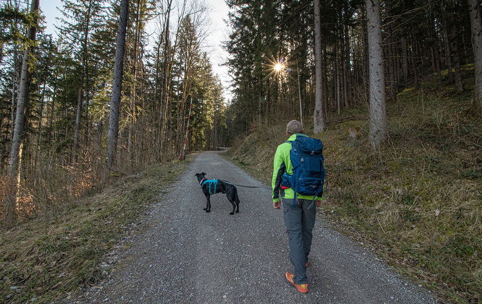 Forststraße auf die Sonnenspitze Kochel