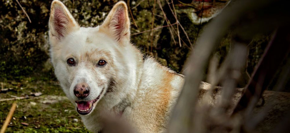 Die Pubertät des Hundes Hundeschule Mattersburg