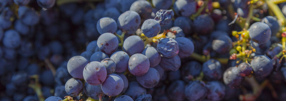 Geoogste rijpe blauwe druiven in het zonlicht.