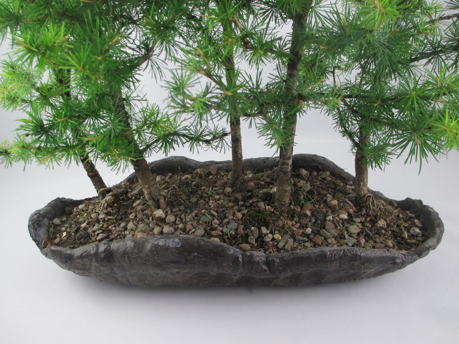 Bonsai Larix decidua Europäische Lärche