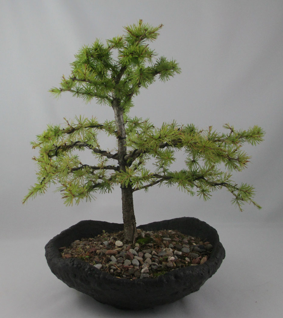 Bonsai Larix decidua Europäische Lärche