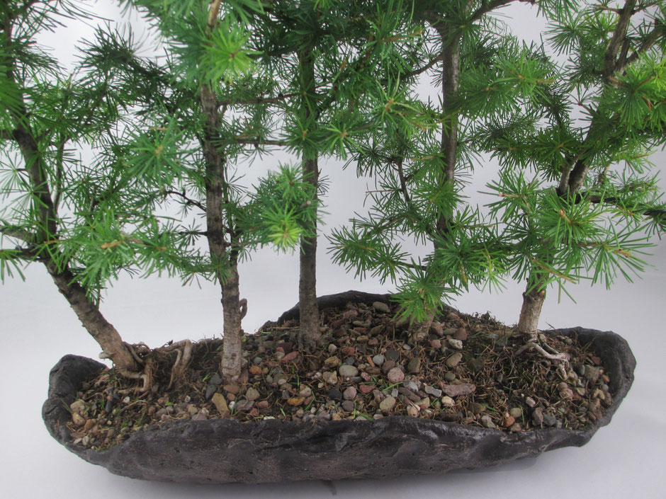 Bonsai Larix decidua Europäische Lärche