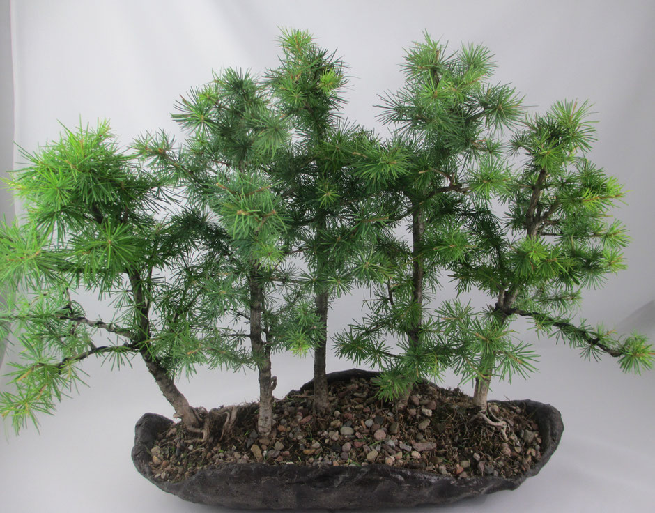 Bonsai Larix decidua Europäische Lärche