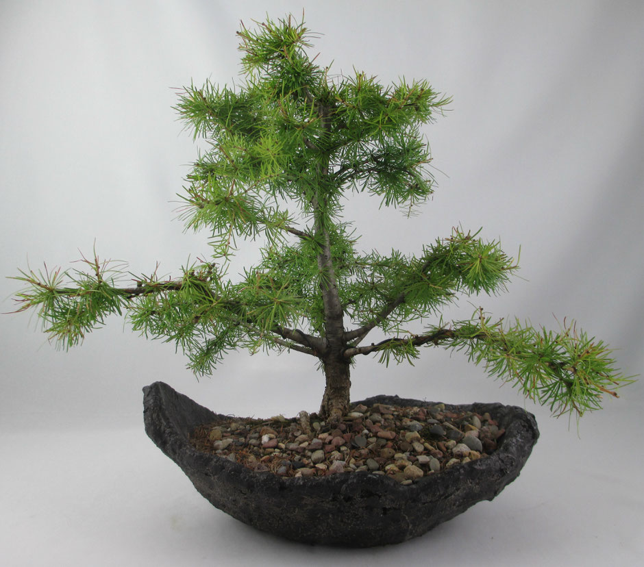 Bonsai Larix decidua Europäische Lärche