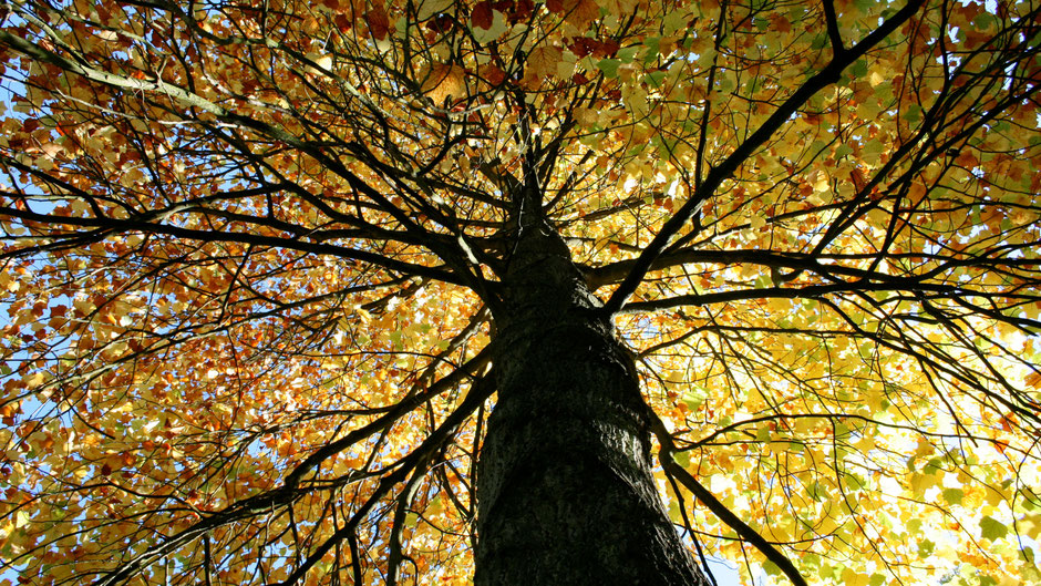 Yoga margas - branches du Yoga hindouistes et non hindouistes