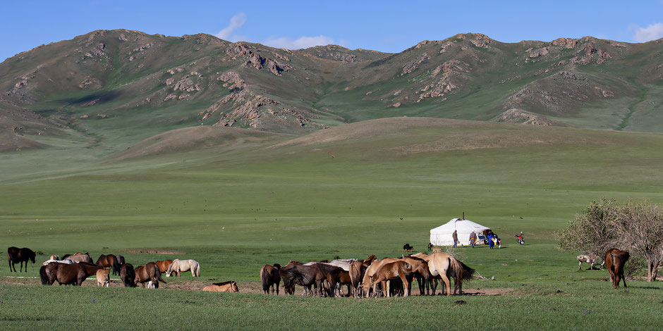 mongolie-yourte-steppe