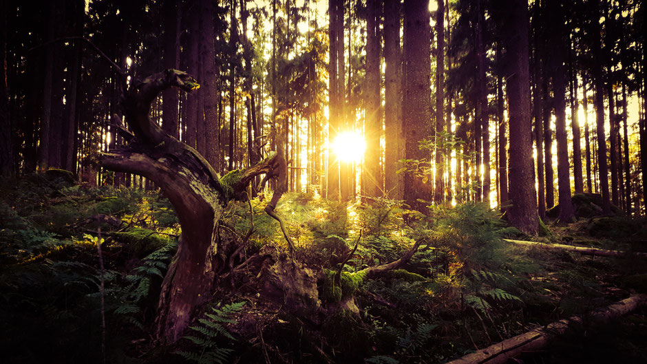 Waldromantik im Urwald