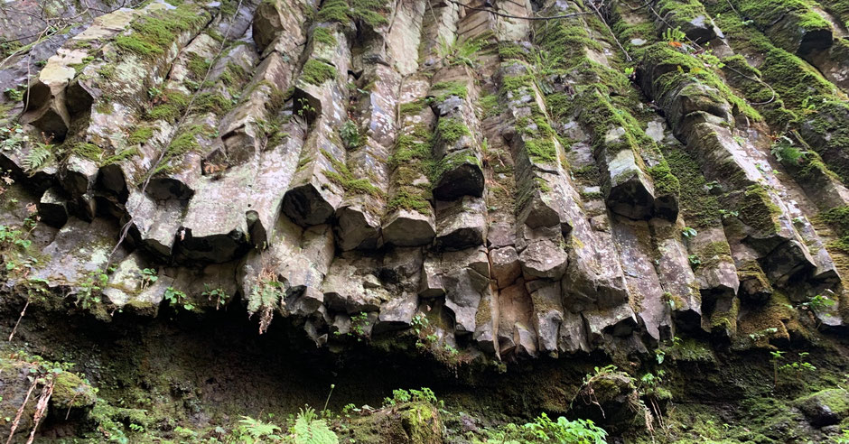 玄武岩の柱状節理（棕櫚並木の里　鷲滝）