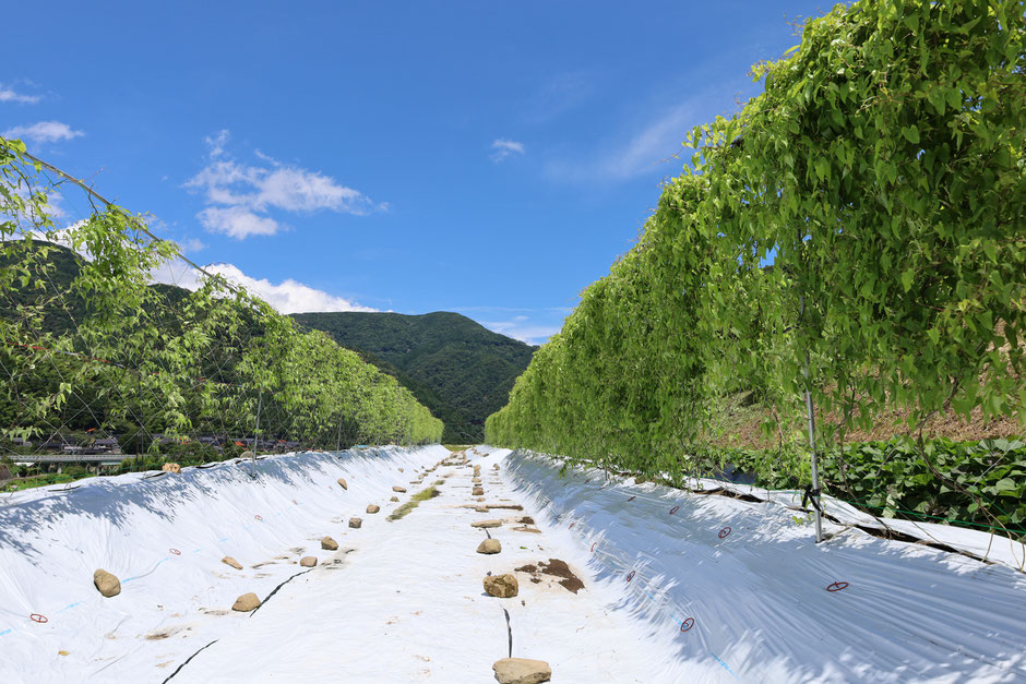 吟風農園の自然薯畑