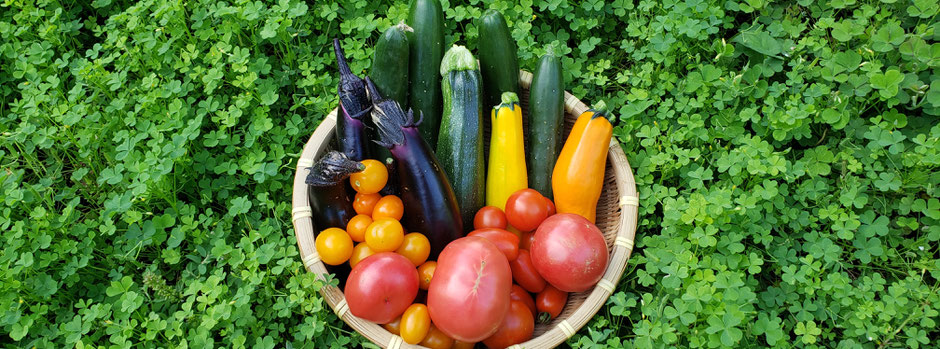 吟風農園の無農薬夏野菜