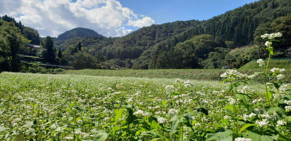 吟風農園　蕎麦の花