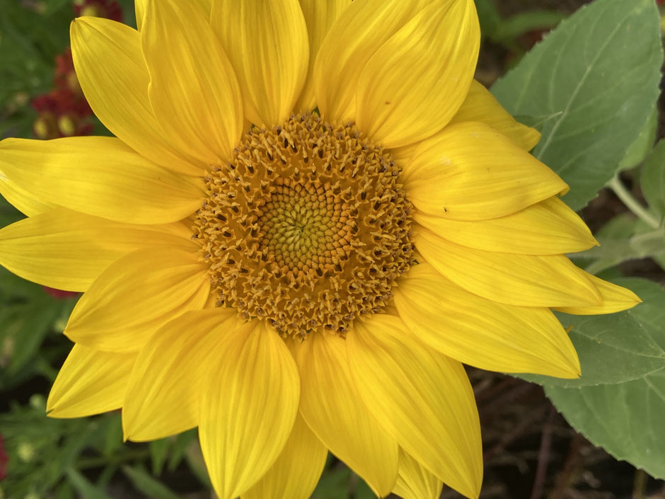 Metta, Loving Kindness, Liebende Güte, Liebevolle Güte, Metta Meditation