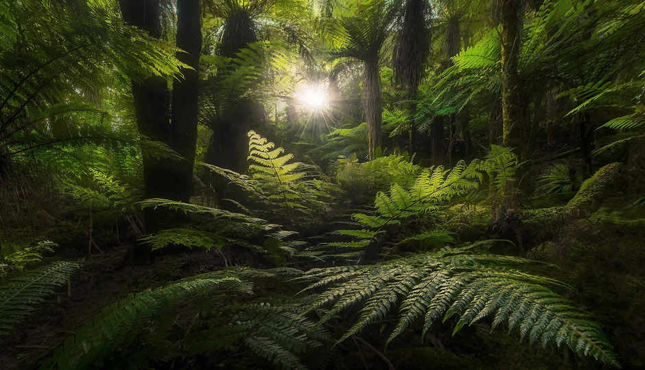 URWALD DUSKY TRACK, Foto: Roland Richter