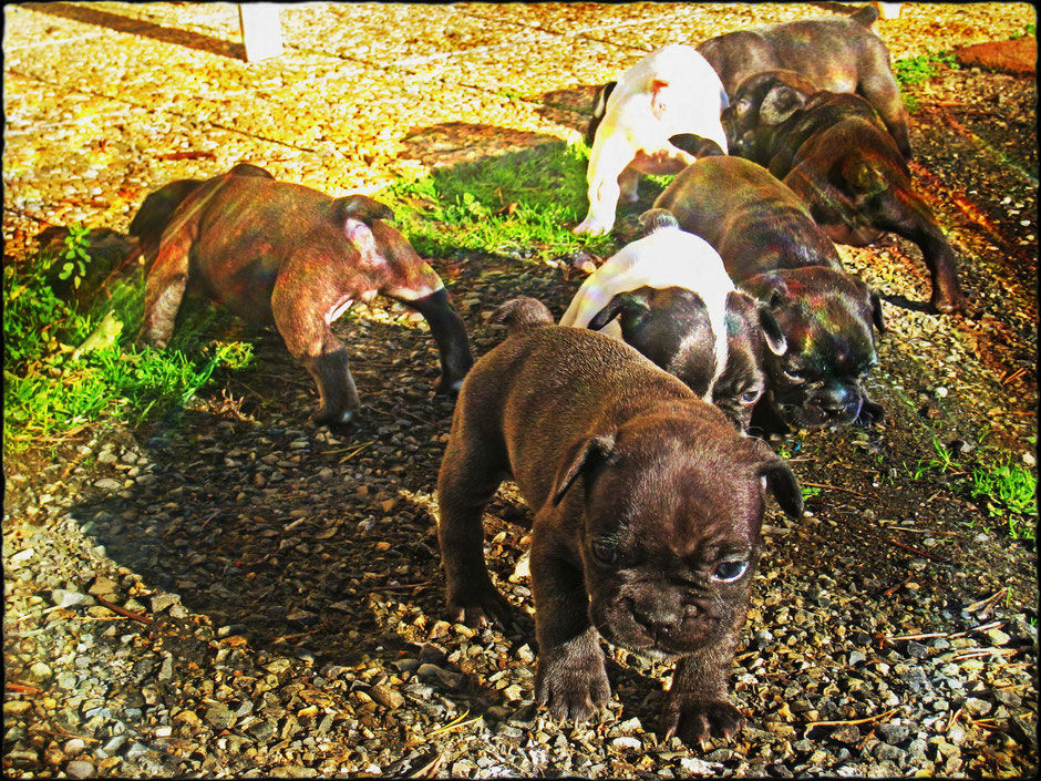 bouledogue français Hiro