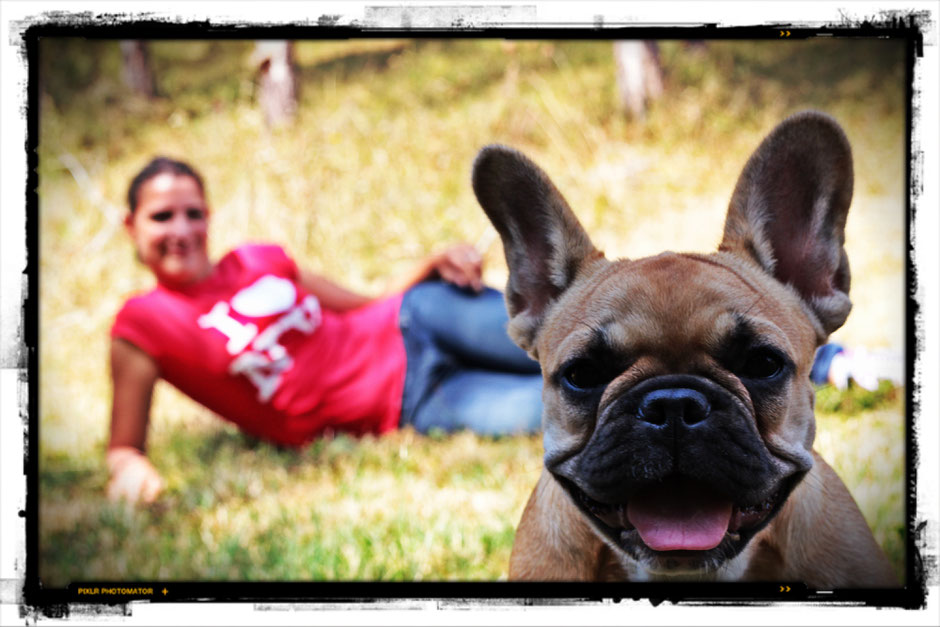 bouledogue français Maddox