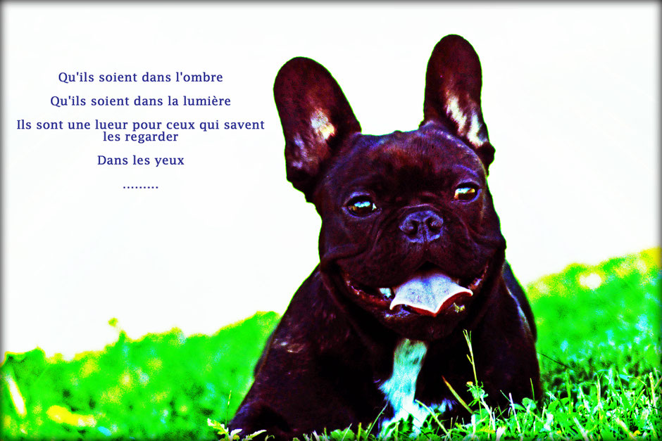 bouledogue français Hiro