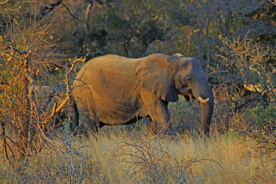 Afrique du Sud / Mozambique 