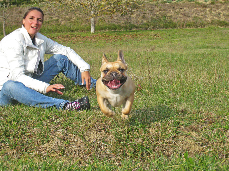 bouledogue français Maddox