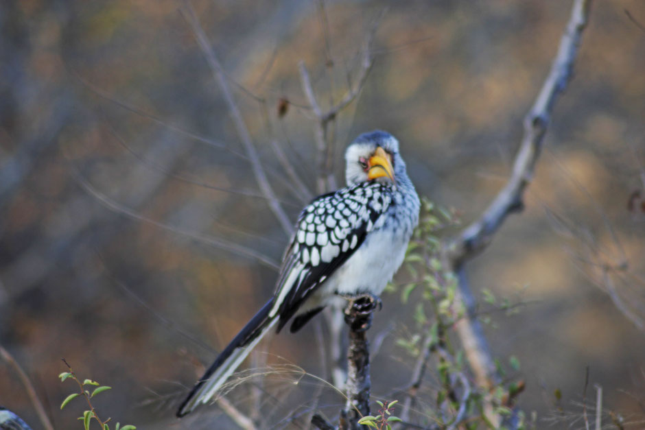 Afrique du Sud / Mozambique 