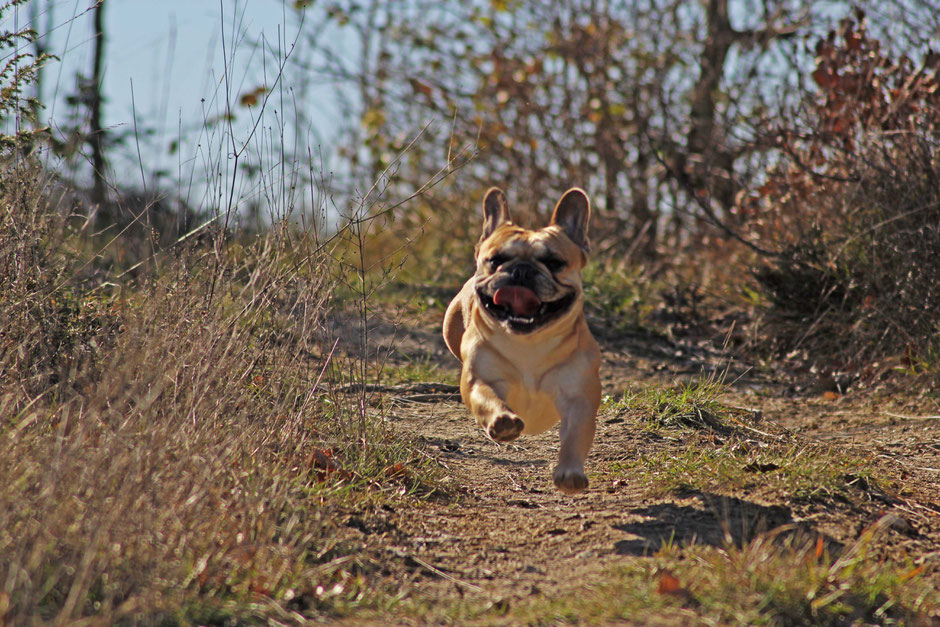 bouledogue français Maddox