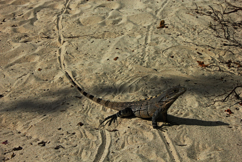 Belize, isla bonita,Hol Chan Marine Park, san pedro, ambergris caye,Hol Chan Marine Park.  Shark Ray Alley.