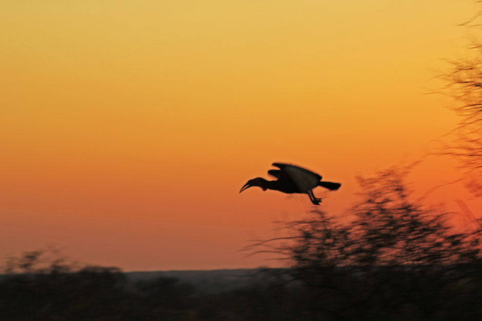 Afrique du Sud / Mozambique 