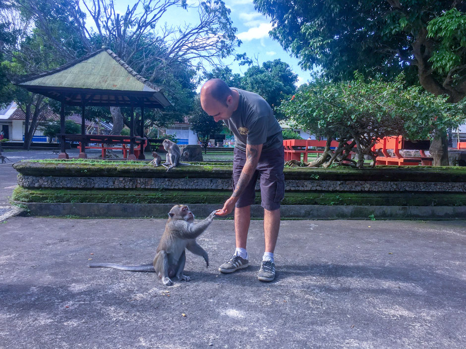 A la rencontre des singes