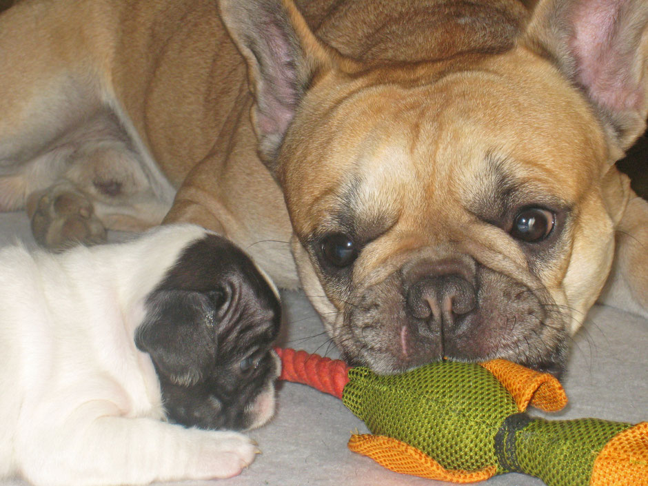 bouledogue français  : U' Thaï de la hutte au fée