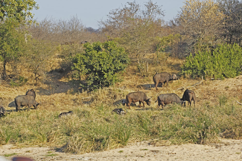 Afrique du Sud / Mozambique 