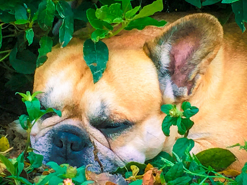 Bouledogue français Maddox & Hiro