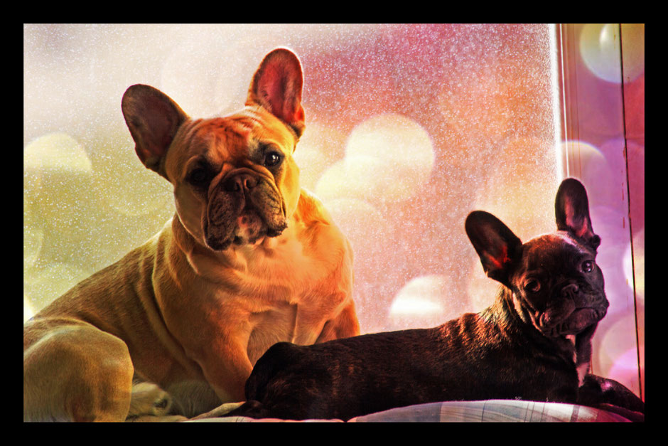 Bouledogue français Maddox & Hiro