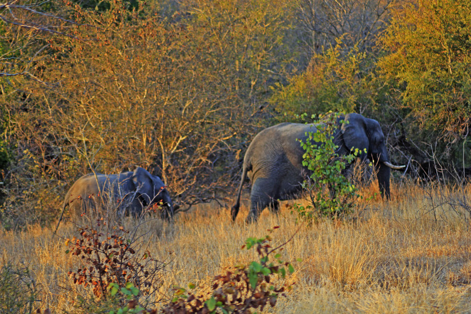 Afrique du Sud / Mozambique 