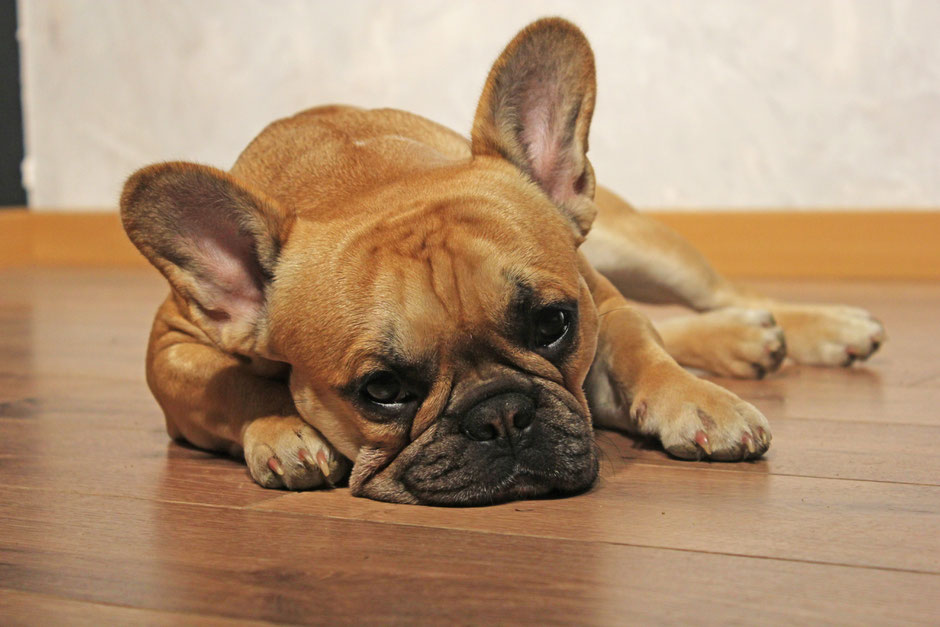 bouledogue français Maddox