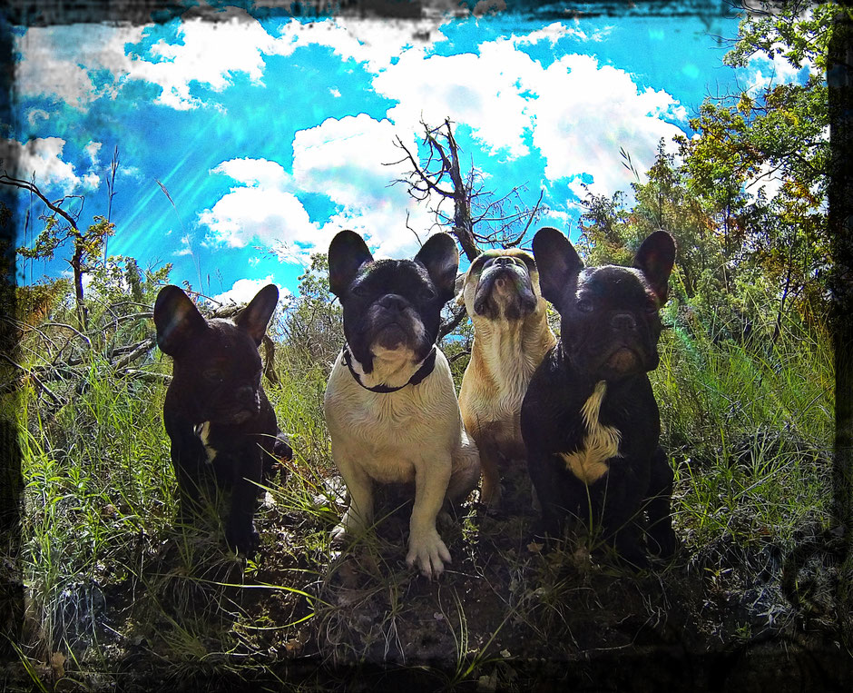 Bouledogue français Maddox & Hiro