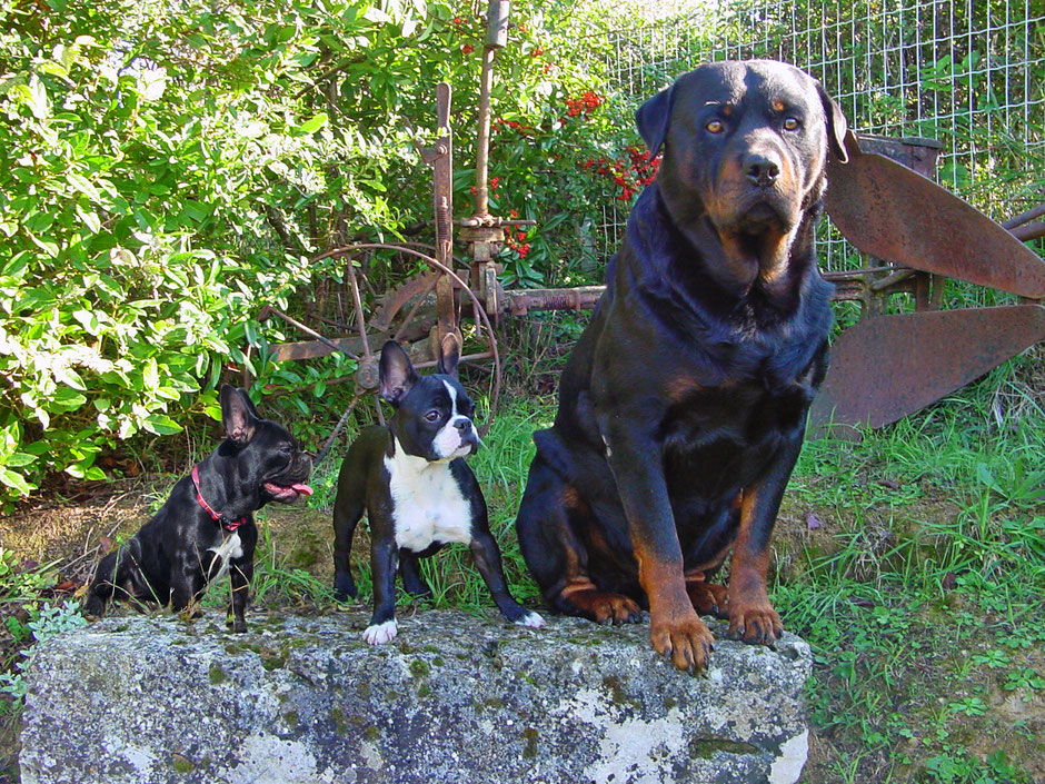 bouledogue français  : U' Thaï de la hutte au fée