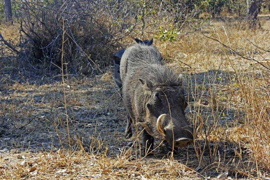 Afrique du Sud / Mozambique 