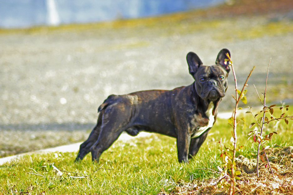 bouledogue français Hiro