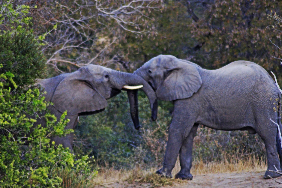 Afrique du Sud / Mozambique 