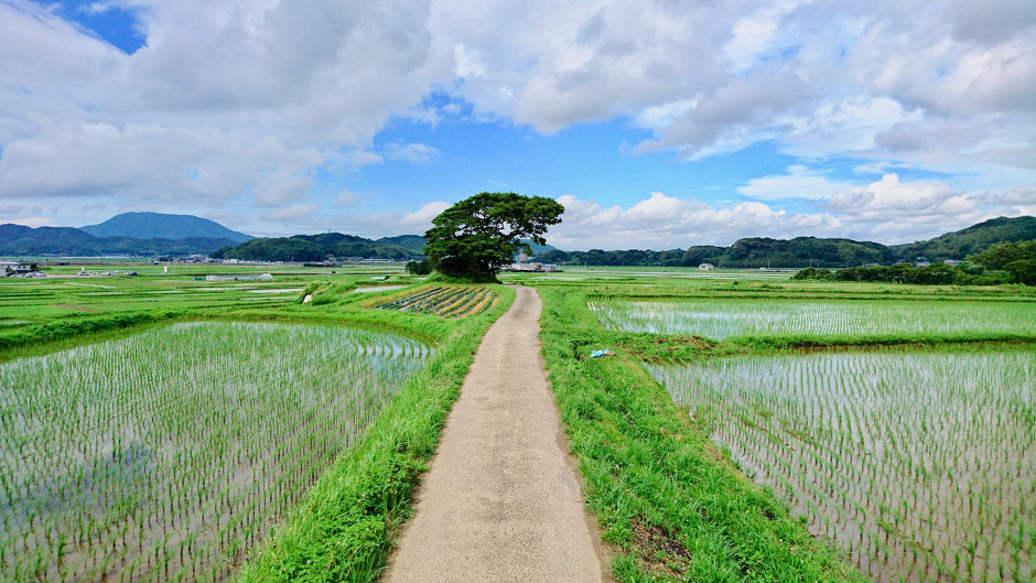 二丈満吉の五久塚　Tree in Rice fields