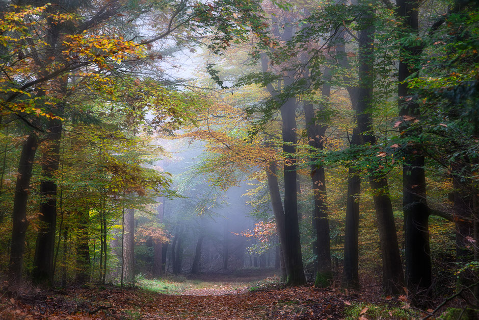 Mistige herfstochtend in de Drentse bossen - © Jurjen Veerman