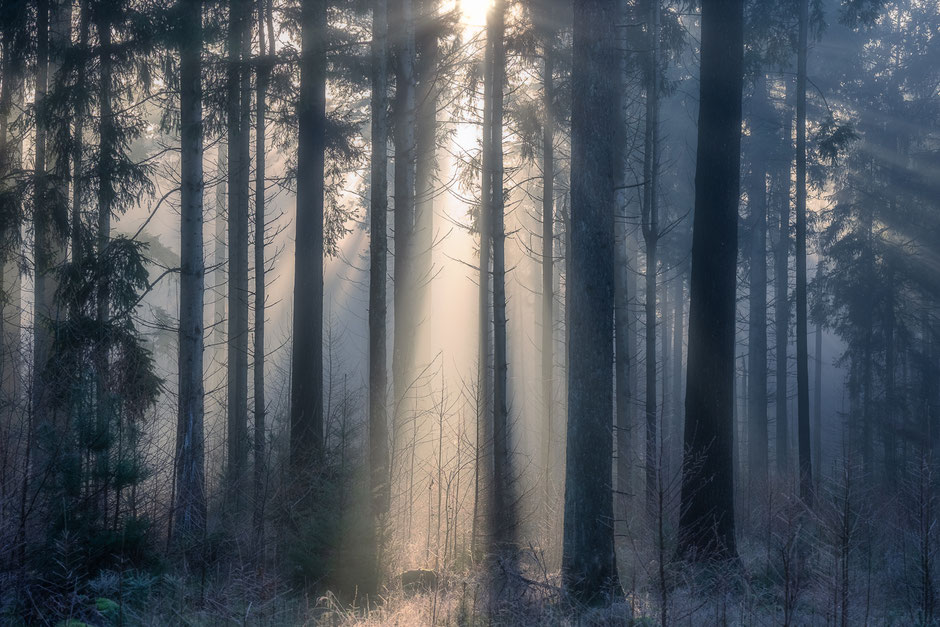 Zonneharpen bossen van Drenthe