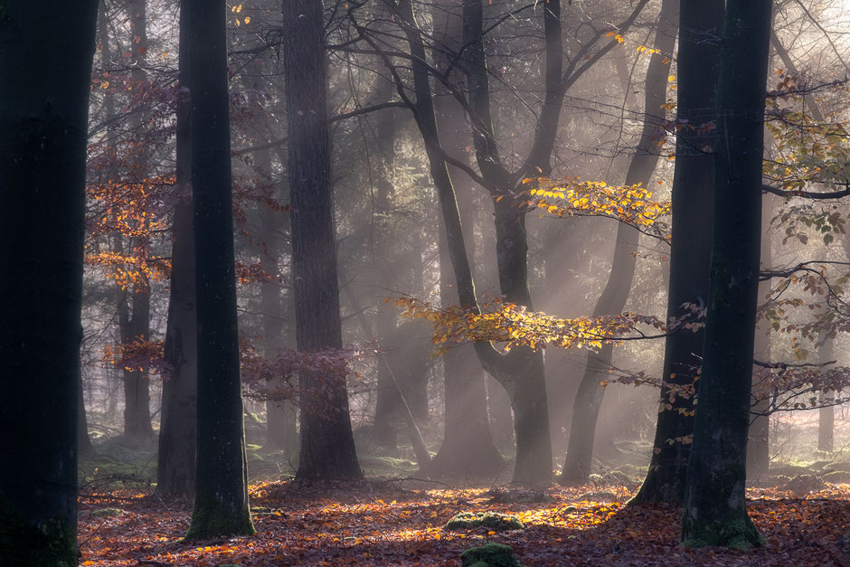 Ochtendlicht in Drentse bossen