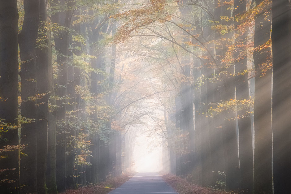 Zonneharpen boswachterij Gieten - Borger © Jurjen Veerman