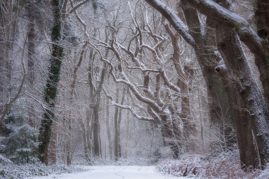 Winter in drentse bos