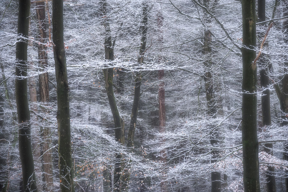 Winter in de Drentse bossen