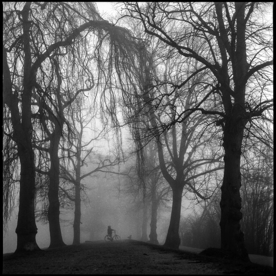 Foggy view of a mystic path way along with trees and a biker in the center.
