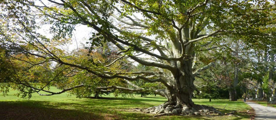 Großer Baum mit ausladenden Ästen in einem Park in Newport Rhode Island USA