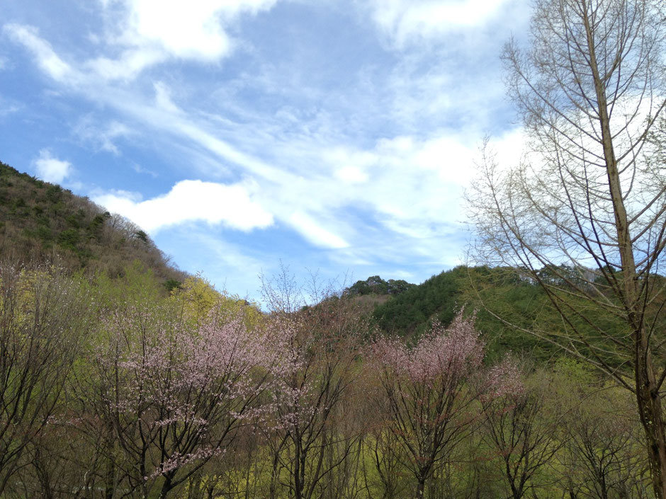 内山ダム周辺の芽吹き