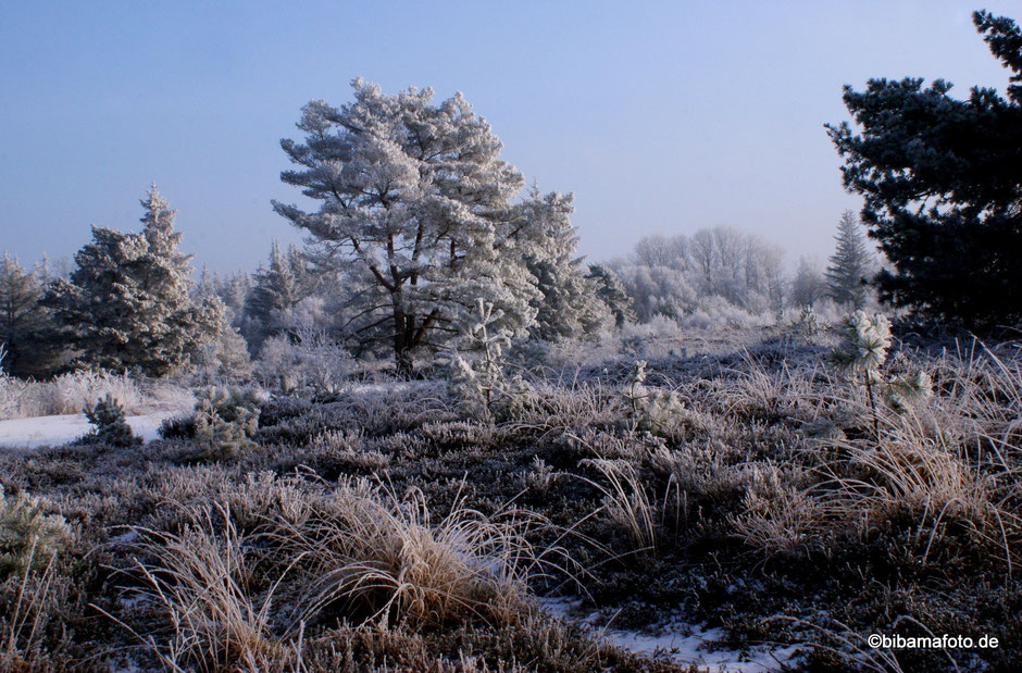 Winterwonderland ... Langenhorner Heide 