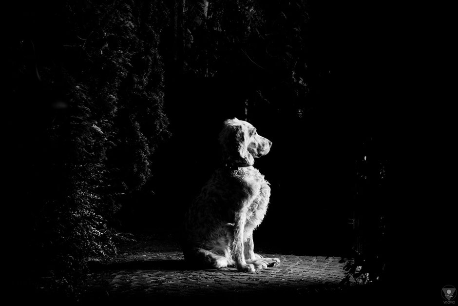 VISOVIO Projekt English Setter | www.visovio.de